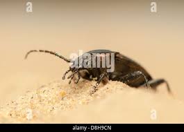 Attēlu rezultāti vaicājumam “Carabus arcensis”