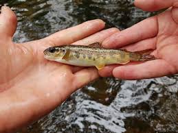 Image result for Salmo salar