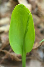 Attēlu rezultāti vaicājumam “Ophioglossum vulgatum”