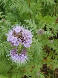 Attēlu rezultāti vaicājumam “Phacelia tanacetifolia”