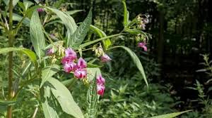 Image result for Impatiens glandulifera