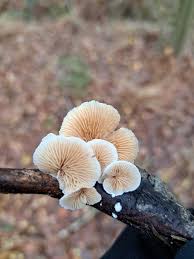 Attēlu rezultāti vaicājumam “Crepidotus versutus”