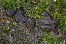 Attēlu rezultāti vaicājumam “Exidia glandulosa”