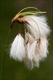 Attēlu rezultāti vaicājumam “Eriophorum angustifolium”