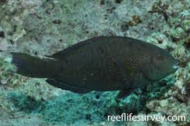 Image result for Calotomus carolinus