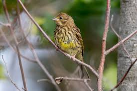 Attēlu rezultāti vaicājumam “Emberiza citrinella juvenile”