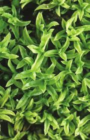 Attēlu rezultāti vaicājumam “Barbula convoluta”