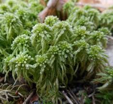 Attēlu rezultāti vaicājumam “Sphagnum girgensohnii”