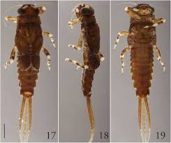 Attēlu rezultāti vaicājumam “Ephemeroptera larva”