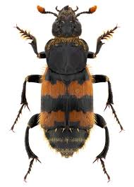 Attēlu rezultāti vaicājumam “Nicrophorus vespillo”