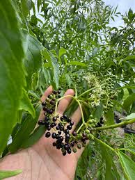 Attēlu rezultāti vaicājumam “Sambucus nigra”