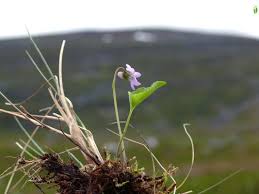 Attēlu rezultāti vaicājumam “Viola epipsila flower”