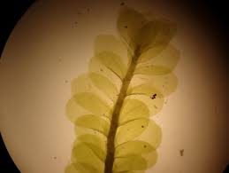 Attēlu rezultāti vaicājumam “Homalia trichomanoides sporophyte”