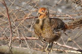 Image result for Chrysolophus amherstiae