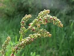 Attēlu rezultāti vaicājumam “Rumex acetosa bud”