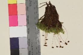 Attēlu rezultāti vaicājumam “Philonotis calcarea”