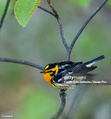 Image result for Dendroica fusca