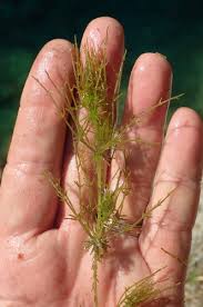 Attēlu rezultāti vaicājumam “Chara filiformis”