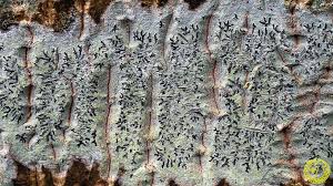 Attēlu rezultāti vaicājumam “Phaeographis dendritica”