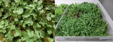 Attēlu rezultāti vaicājumam “Jungermannia subulata”