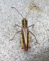 Attēlu rezultāti vaicājumam “Myrmeleotettix maculatus”