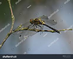 Attēlu rezultāti vaicājumam “Leucorrhinia albifrons female”