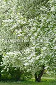 Attēlu rezultāti vaicājumam “Prunus (bird-cherry tree)”