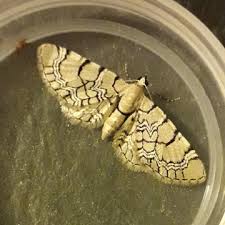 Attēlu rezultāti vaicājumam “Eupithecia venosata”