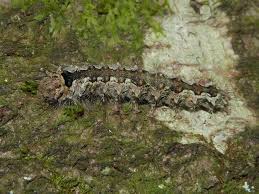 Attēlu rezultāti vaicājumam “Lymantria monacha pupa”