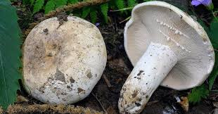 Attēlu rezultāti vaicājumam “Lactarius bertillonii”