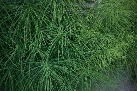 Attēlu rezultāti vaicājumam “Equisetum pratense”