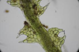 Attēlu rezultāti vaicājumam “Cephalozia connivens”