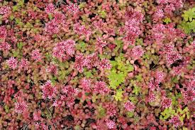 Attēlu rezultāti vaicājumam “Phedimus spurius flower”