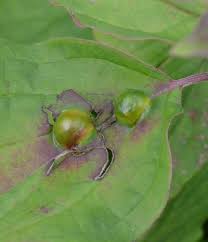 Attēlu rezultāti vaicājumam “Geocrypta galii”