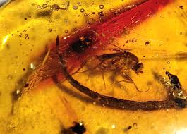 Attēlu rezultāti vaicājumam “Phoridae”