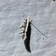 Attēlu rezultāti vaicājumam “Elachistidae”