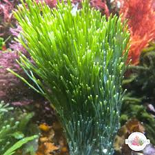 Attēlu rezultāti vaicājumam “Licea pusilla macro”