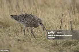 Attēlu rezultāti vaicājumam “Numenius arquata adult”