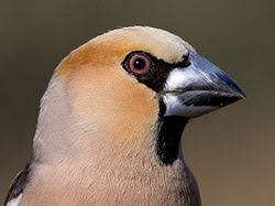 Attēlu rezultāti vaicājumam “Coccothraustes coccothraustes”