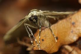 Attēlu rezultāti vaicājumam “Epirrita sp.”