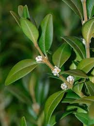 Attēlu rezultāti vaicājumam “Buxus sempervirens flower”