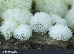 Attēlu rezultāti vaicājumam “Ceratiomyxa fruticulosa sessile”