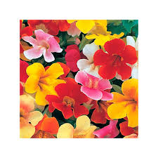 Image result for Mimulus x hybrida