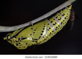 Attēlu rezultāti vaicājumam “Aporia crataegi pupa”