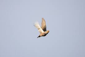 Attēlu rezultāti vaicājumam “Perdix perdix adult”