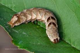 Attēlu rezultāti vaicājumam “Melanchra persicariae larva”