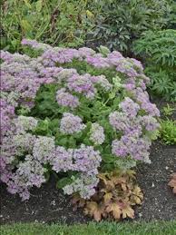 Image result for Chrysanthemum spectabile