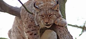 Afbeeldingsresultaat voor lynx