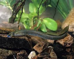 Attēlu rezultāti vaicājumam “Lampetra planeri”