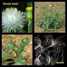 Attēlu rezultāti vaicājumam “Senecio vulgaris flower”
